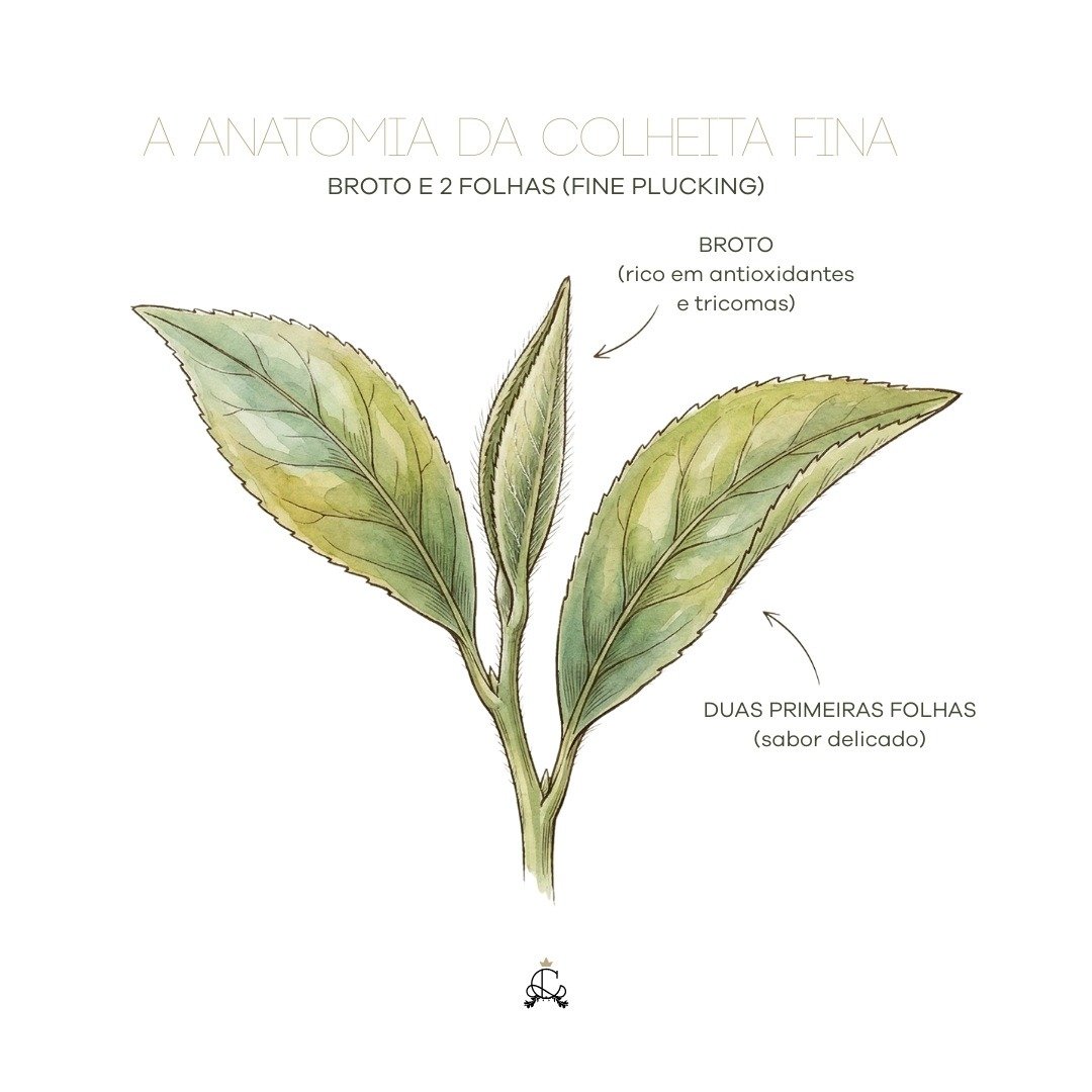 Chá e Camellia Sinensis A Anatomia da Colheita Fina Fine Plucking Catherine Fine Teas