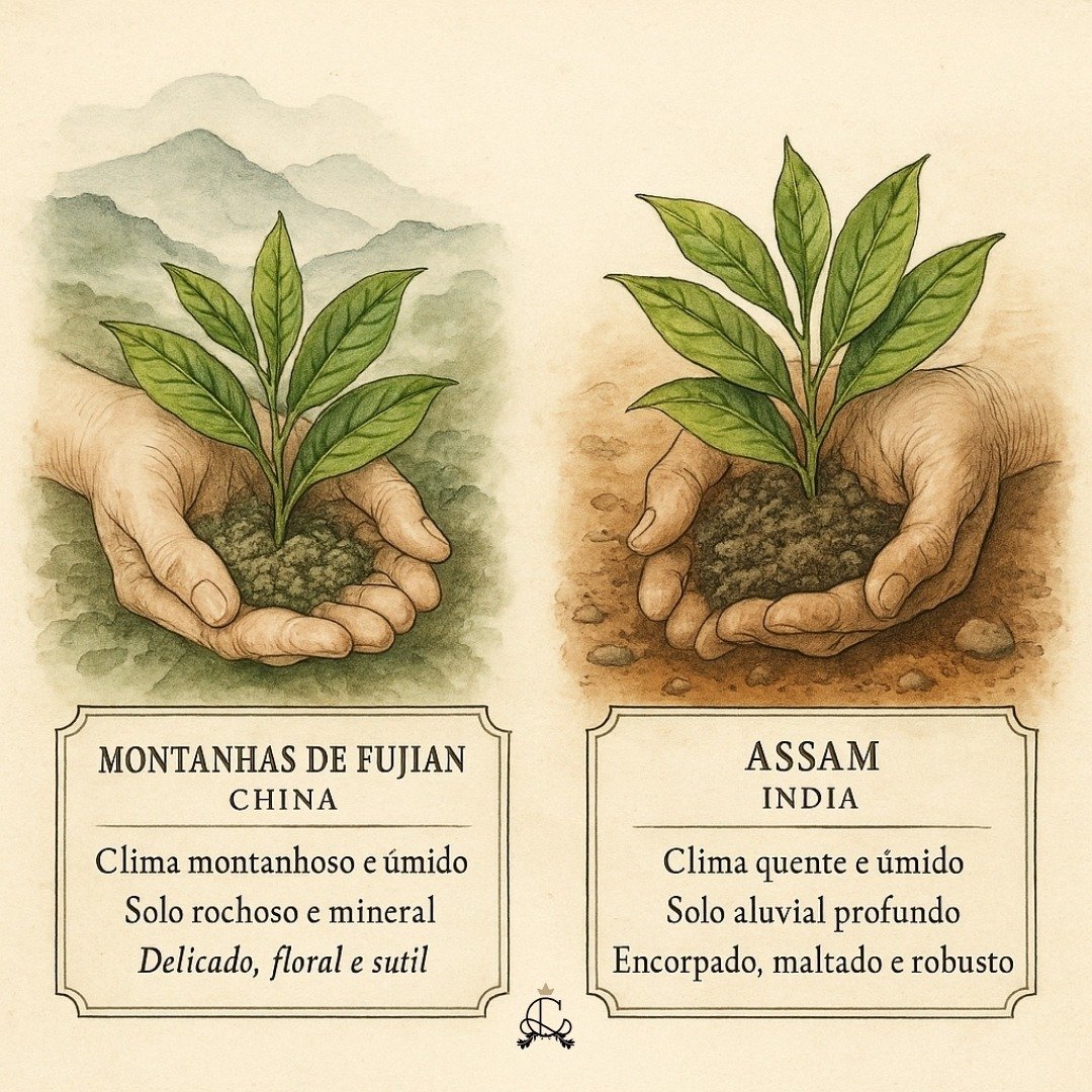 Comparativo terroir chas
