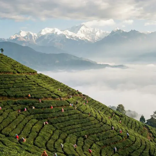 Plantação de chá Darjeeling no Himalaia com montanhas e névoa