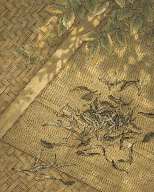 Ilustração Folhas de chá branco espalhadas sobre esteiras de bambu tradicionais para o processo de murchamento natural ao sol, destacando a produção artesanal.