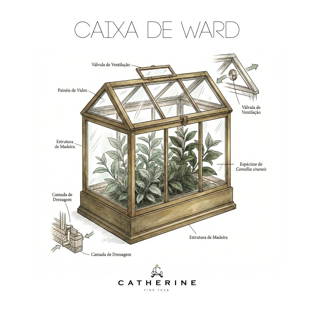 Ilustração de uma Caixa de Ward, a estufa portátil usada para transportar mudas de chá da China para a Índia